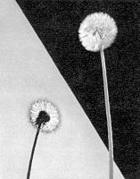 Беседы о фотомастерстве - dyko_photo_054.jpg