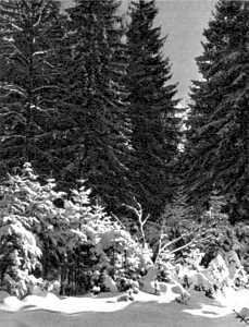 Беседы о фотомастерстве - dyko_photo_086.jpg