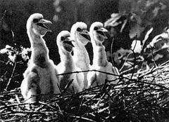 Беседы о фотомастерстве - dyko_photo_123.jpg