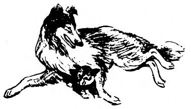 Забавные животные - i_016.jpg