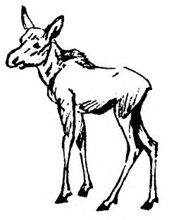 Забавные животные - i_019.jpg