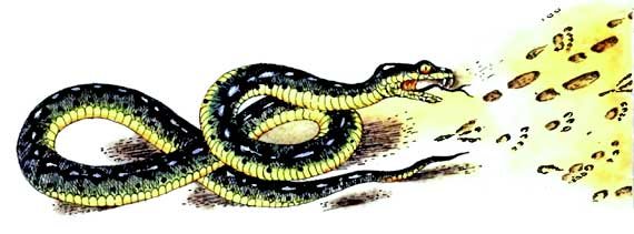 Мохнатая азбука - i_006.jpg