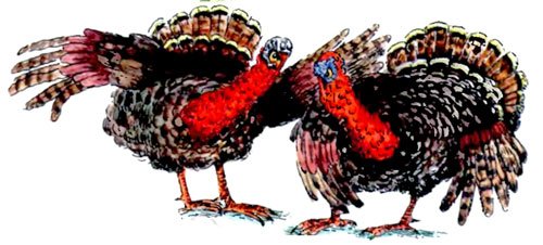 Мохнатая азбука - i_012.jpg