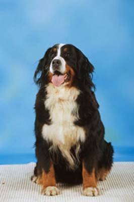 Собачьи истории (выпуски 1-28) - i_025.jpg