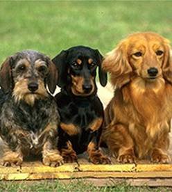 Собачьи истории (выпуски 1-28) - i_027.jpg