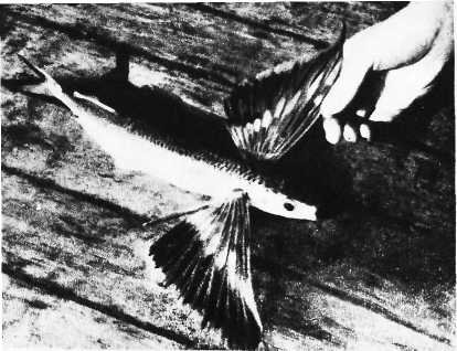 Карибский сувенир - i_011.jpg