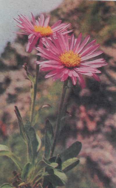 Лiкарськi рослини Прикарпаття - i_002.jpg