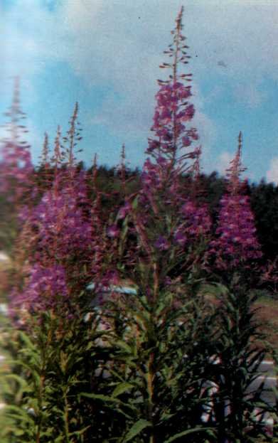 Лiкарськi рослини Прикарпаття - i_016.jpg