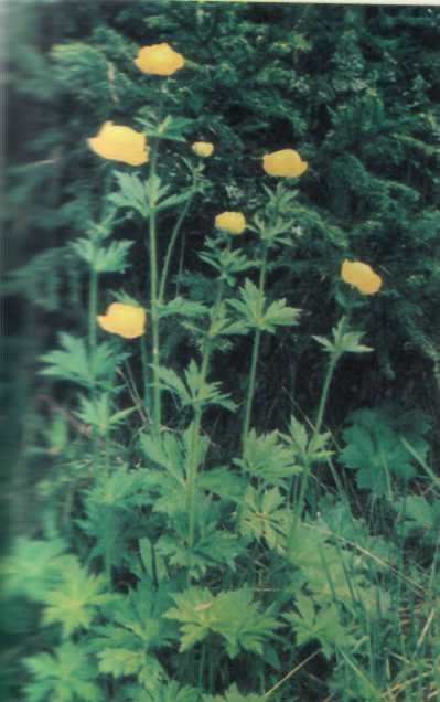 Лiкарськi рослини Прикарпаття - i_018.jpg