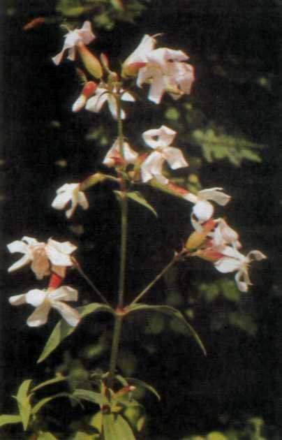 Лiкарськi рослини Прикарпаття - i_019.jpg