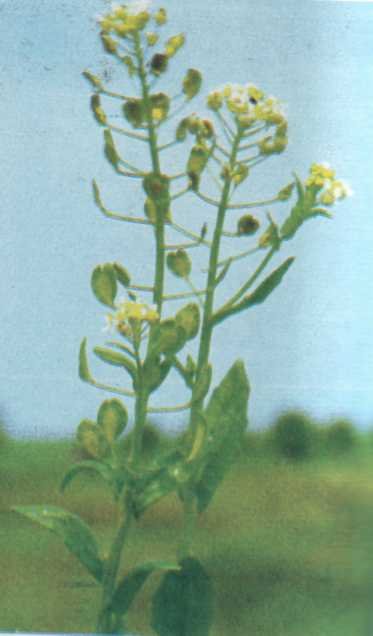 Лiкарськi рослини Прикарпаття - i_031.jpg