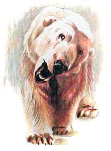 Фрам — полярный медведь - i_051.jpg