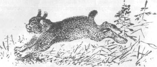 Повести и рассказы - i_036.jpg