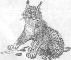 Повести и рассказы - i_038.jpg