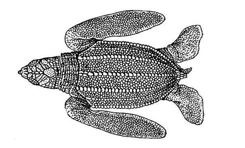 Большая Советская Энциклопедия (КО) - i009-001-218618859.jpg