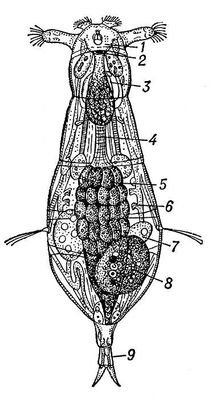 Большая Советская Энциклопедия (КО) - i009-001-227985739.jpg