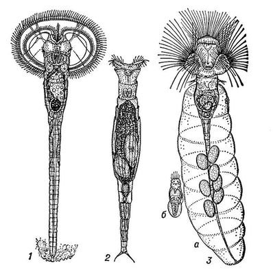 Большая Советская Энциклопедия (КО) - i009-001-239602859.jpg