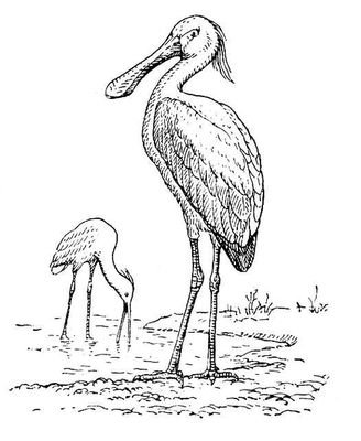 Большая Советская Энциклопедия (КО) - i010-001-264760924.jpg