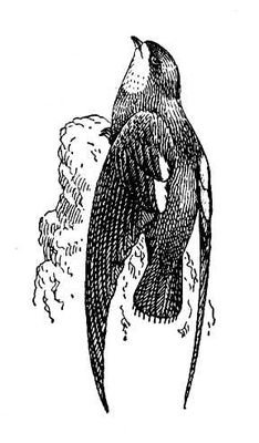 Большая Советская Энциклопедия (КО) - i009-001-241074255.jpg