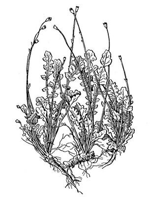 Большая Советская Энциклопедия (КО) - i010-001-250450074.jpg