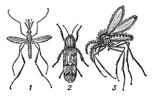 Большая Советская Энциклопедия (КО) - i008-pictures-001-297643997.jpg