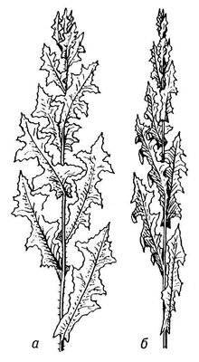 Большая Советская Энциклопедия (КО) - i008-pictures-001-297681229.jpg