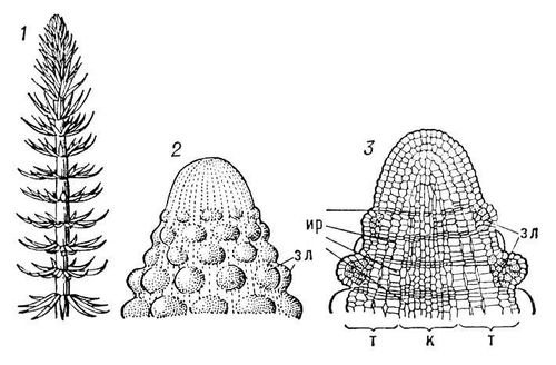 Большая Советская Энциклопедия (КО) - i010-001-250340847.jpg