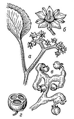 Большая Советская Энциклопедия (КО) - i010-001-270084879.jpg