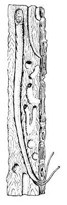 Большая Советская Энциклопедия (КО) - i010-001-284891948.jpg