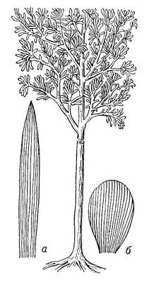 Большая Советская Энциклопедия (КО) - i010-001-272783395.jpg