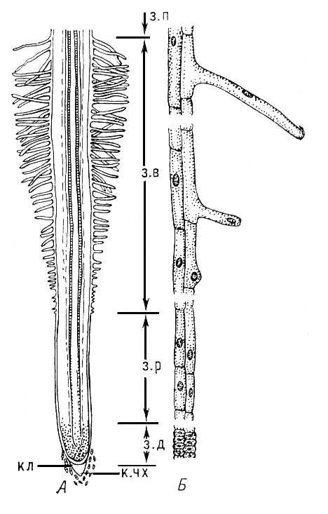 Большая Советская Энциклопедия (КО) - i009-001-200599390.jpg