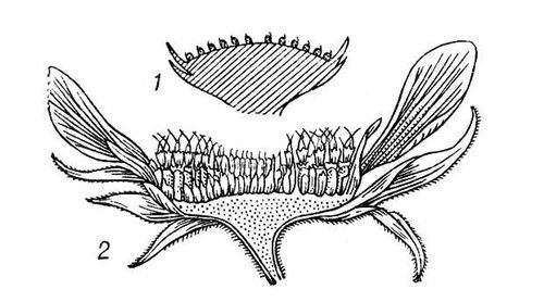 Большая Советская Энциклопедия (КО) - i009-001-211775139.jpg