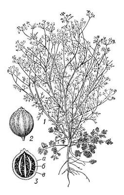 Большая Советская Энциклопедия (КО) - i010-001-282986627.jpg