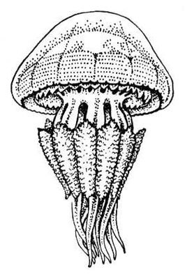 Большая Советская Энциклопедия (КО) - i008-pictures-001-292685232.jpg