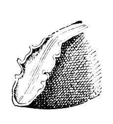 Большая Советская Энциклопедия (КО) - i010-001-251878407.jpg