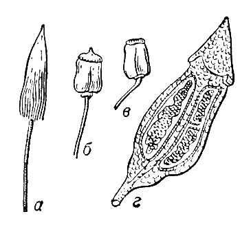 Большая Советская Энциклопедия (КО) - i010-001-287606595.jpg