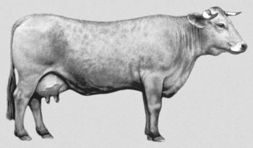 Большая Советская Энциклопедия (КО) - i010-001-277089617.jpg