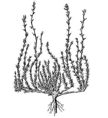 Большая Советская Энциклопедия (КО) - i010-001-276238890.jpg