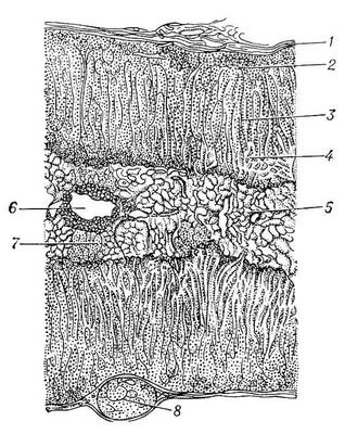 Большая Советская Энциклопедия (НА) - i009-001-226561421.jpg