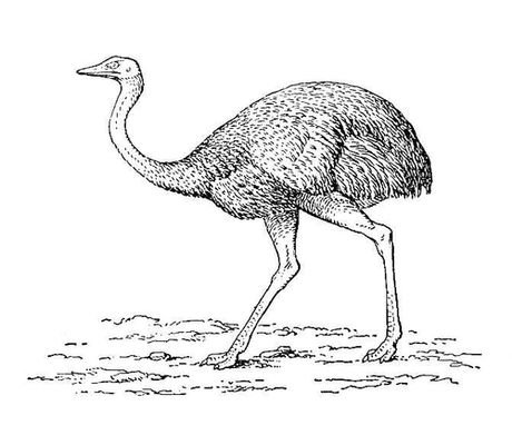 Большая Советская Энциклопедия (НА) - i008-pictures-001-290221039.jpg