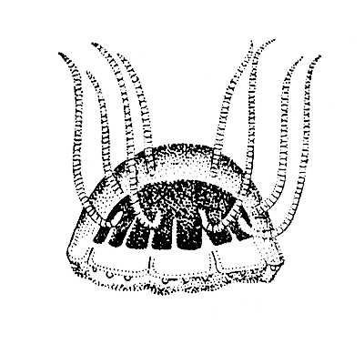 Большая Советская Энциклопедия (НА) - i010-001-265887308.jpg