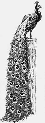 Большая Советская Энциклопедия (ПА) - i010-001-270443694.jpg