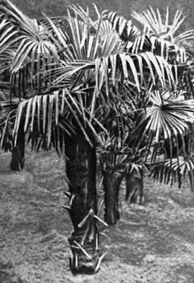 Большая Советская Энциклопедия (ПА) - i009-001-205266828.jpg