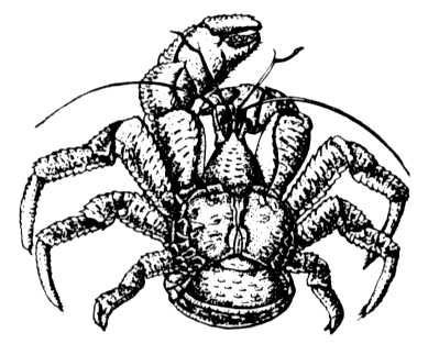 Большая Советская Энциклопедия (ПА) - i009-001-234042757.jpg