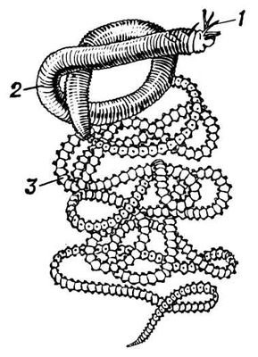 Большая Советская Энциклопедия (ПА) - i010-001-249491892.jpg