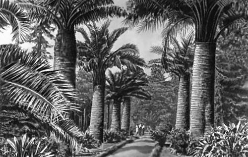 Большая Советская Энциклопедия (ПА) - i009-001-225480101.jpg