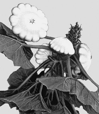 Большая Советская Энциклопедия (ПА) - i009-001-215993976.jpg