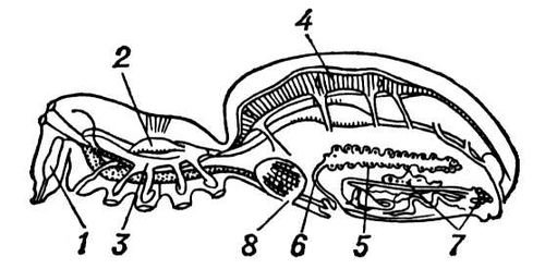 Большая Советская Энциклопедия (ПА) - i009-001-220777716.jpg