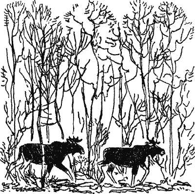 Лесной прадедушка (Рассказы о родной природе) - i_011.png
