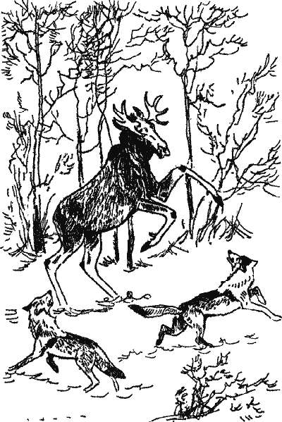 Лесной прадедушка (Рассказы о родной природе) - i_013.png